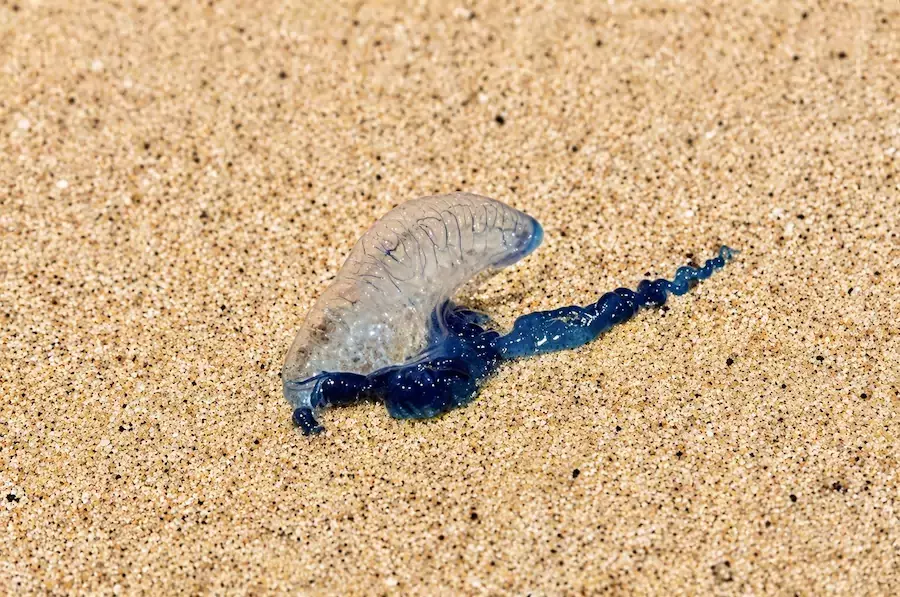 PHUKET – TOURISME : Alerte aux physalies sur plusieurs plages de l’île