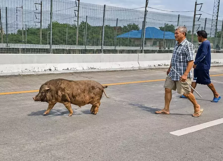 THAÏLANDE – SOCIÉTÉ : Un sanglier de 100 kg s’égare sur une voie surélevée à Pathum Thani