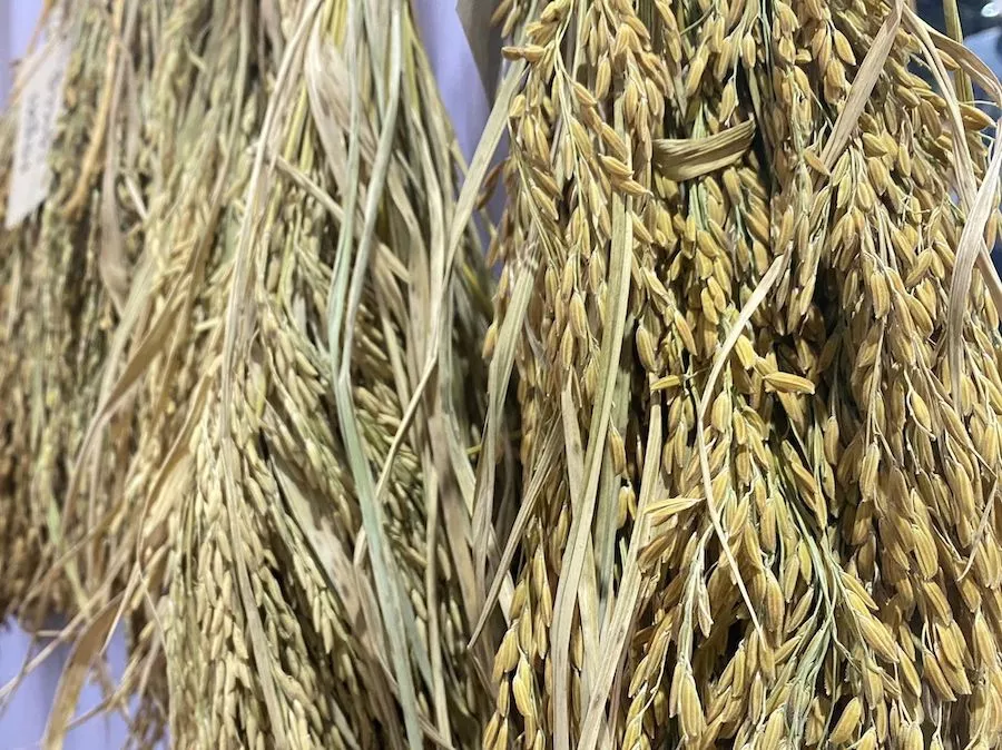 THAÏLANDE – ÉCONOMIE : Les prix du riz thaïlandais tombent à leur plus bas niveau depuis 18 ans