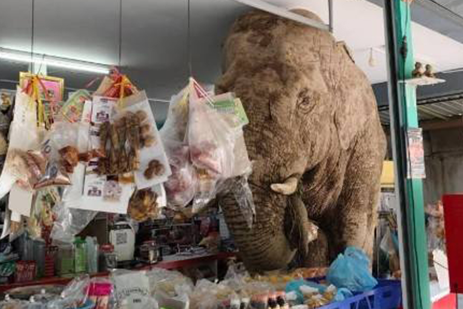 Un éléphant sauvage fait des courses à Khao Yai