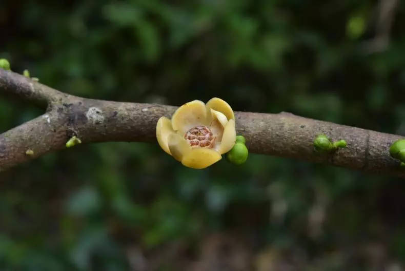 Scientifiques découvrent une nouvelle espèce d'arbres dans la province de Surat Thani.