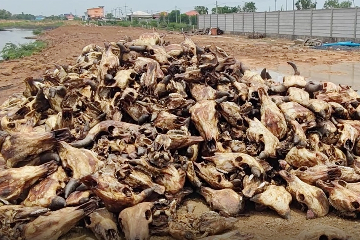 Têtes de bovins empilées sur le bord de la route suscitent des inquiétudes sanitaires.