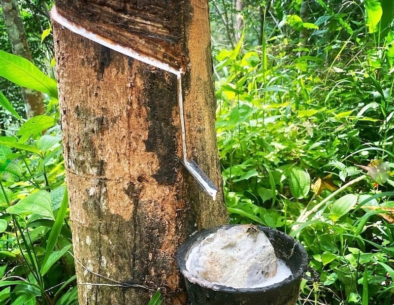 THAÏLANDE – ÉCONOMIE : La Chine supprime les droits de douane sur le caoutchouc naturel thaïlandais