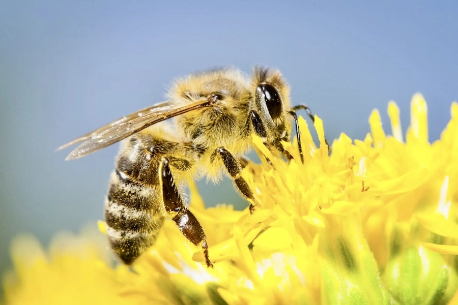 THAÏLANDE – SOCIÉTÉ : Êtes-vous une abeille siamoise ?