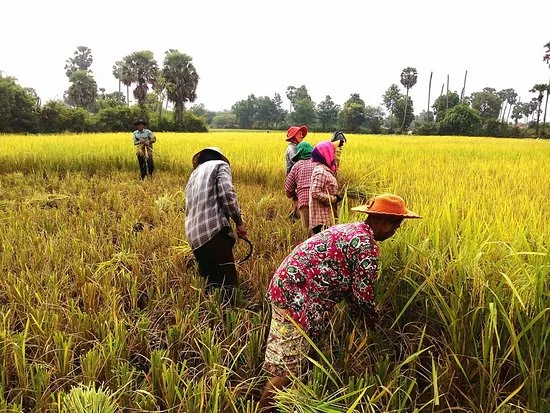 CAMBODGE – ÉCONOMIE : Les exportations agricoles progressent
