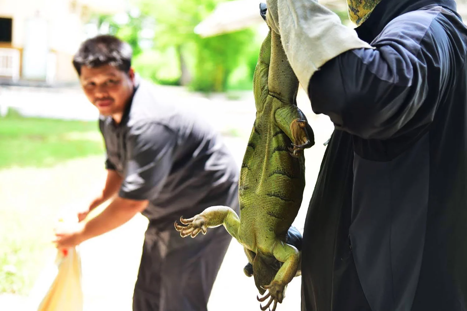 94 iguanes errants capturés à Lop Buri